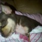 paco dormido